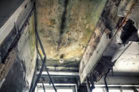 Best Black Mold Removal  in Arlington, OH